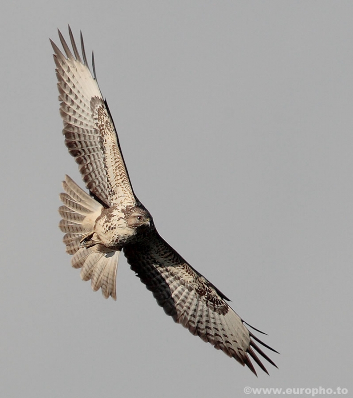 Common Buzzard