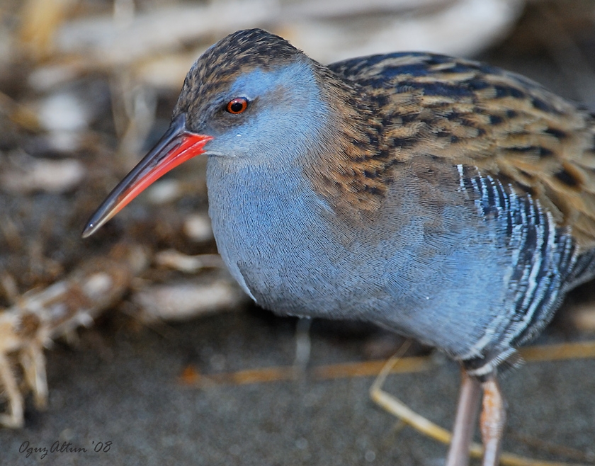 Water Rail