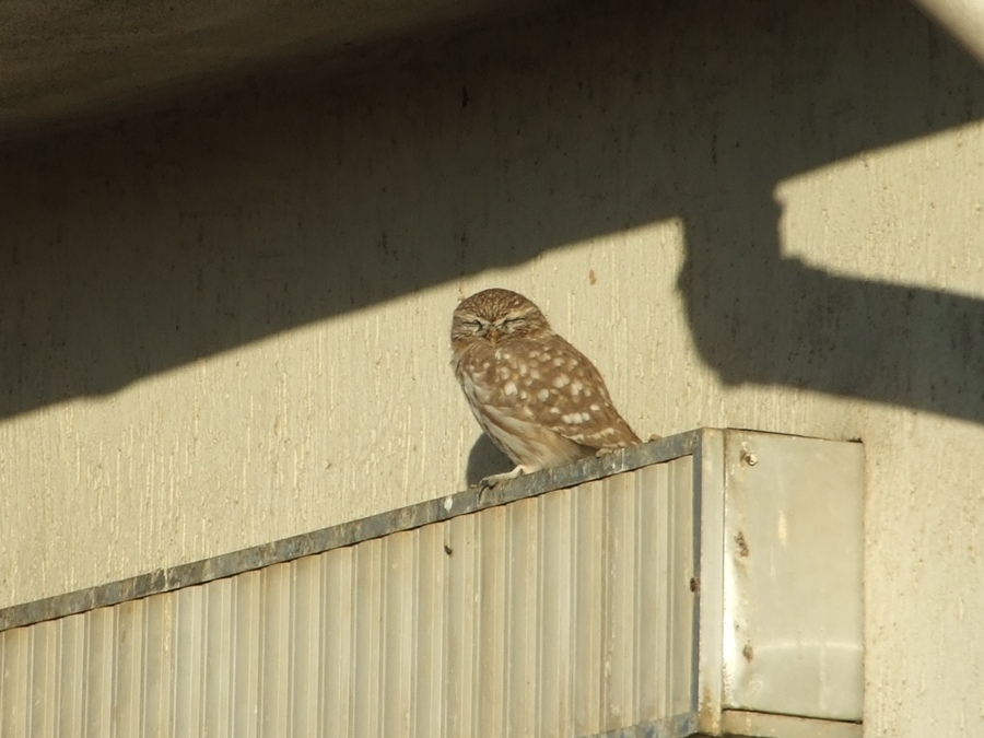 Little Owl
