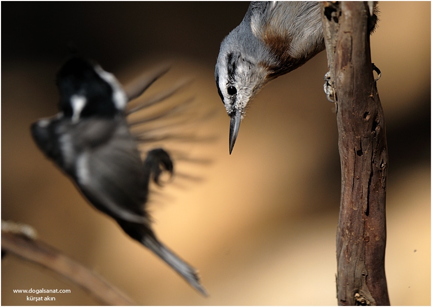 Krüper`s Nuthatch