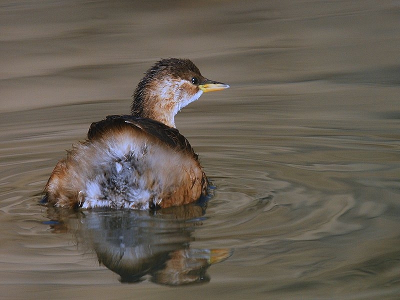 Little Grebe