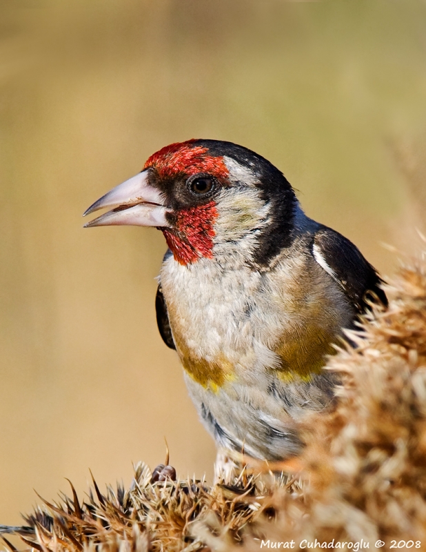 European Goldfinch