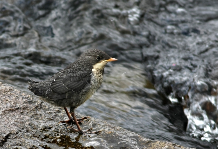 White-throated Dipper