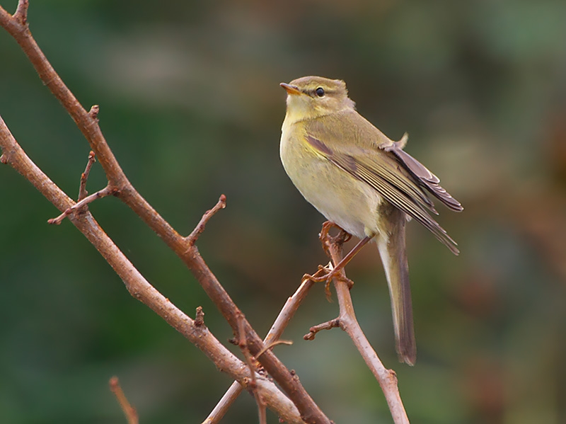 Willow Warbler