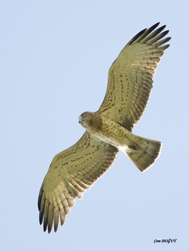 Short-toed Snake Eagle
