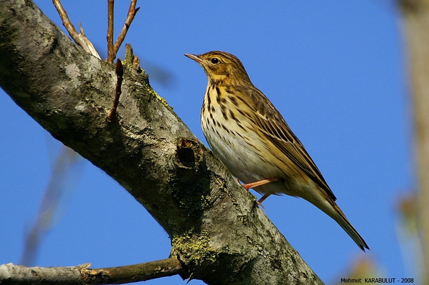 Tree Pipit