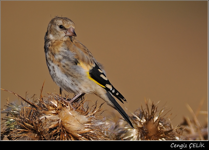 European Goldfinch