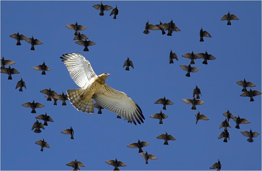 Short-toed Snake Eagle