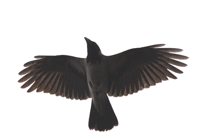 Hooded Crow