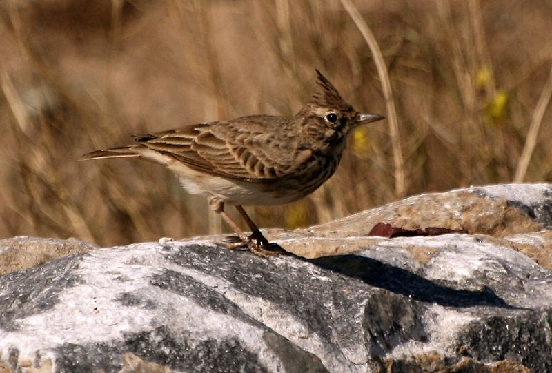 Crested Lark
