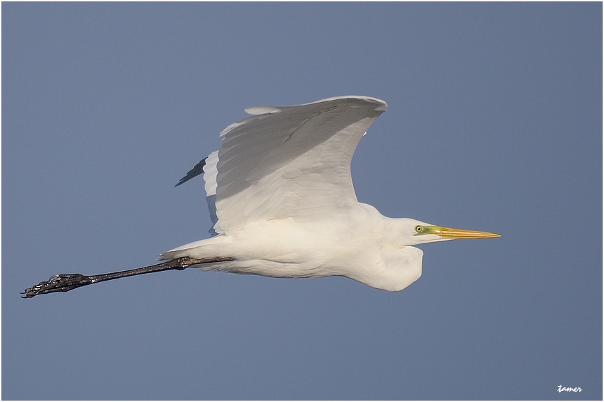 Great Egret