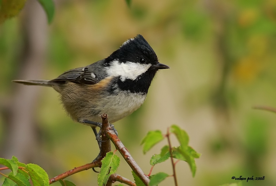 Coal Tit
