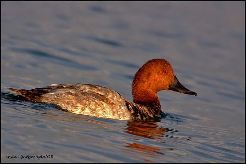 Common Pochard
