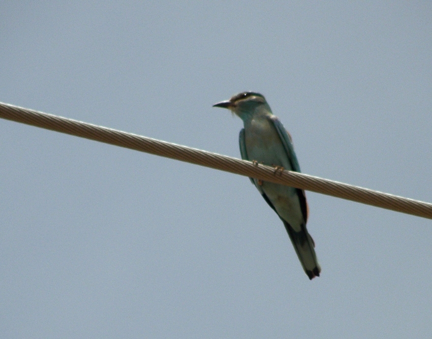 European Roller