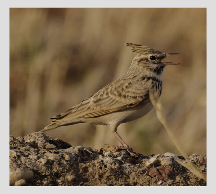 Crested Lark