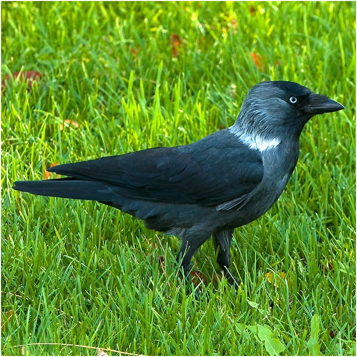 Western Jackdaw