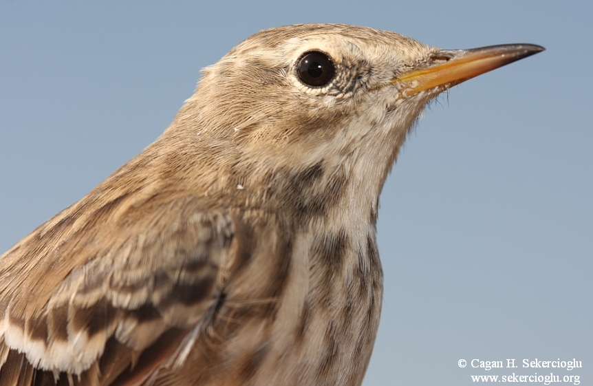 Water Pipit