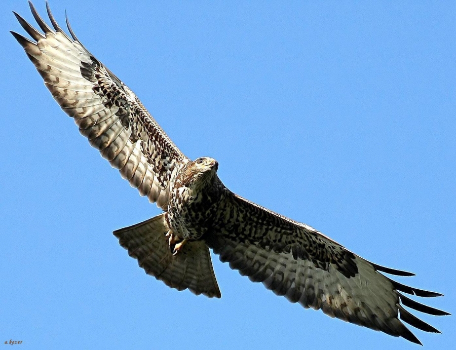 Common Buzzard