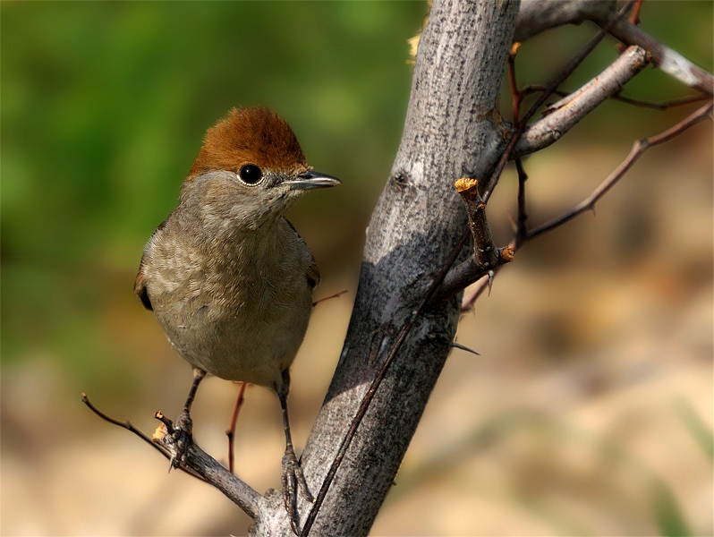 Eurasian Blackcap