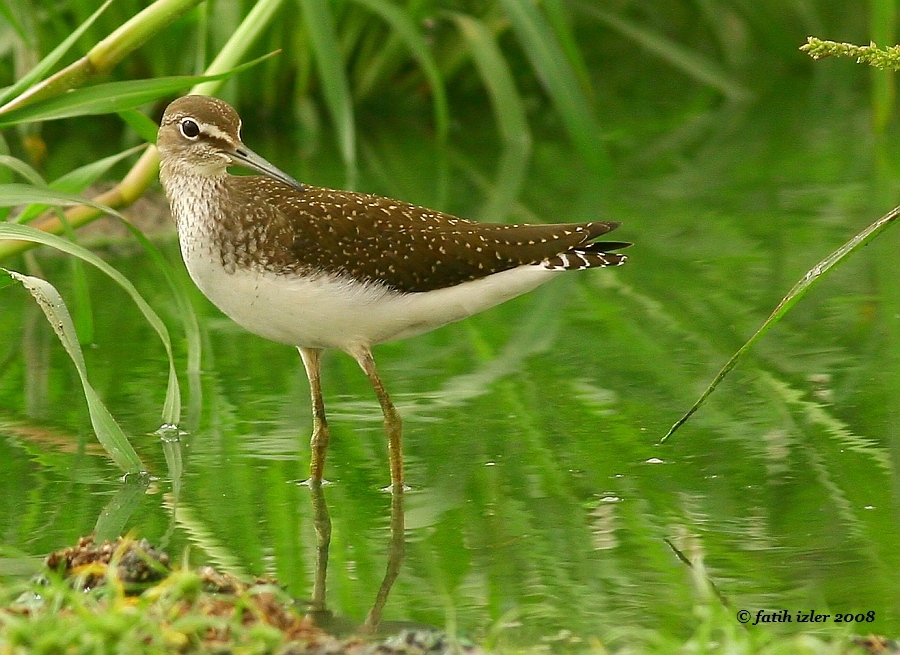 Green Sandpiper
