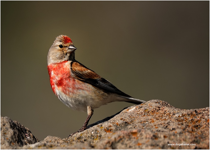 Common Linnet
