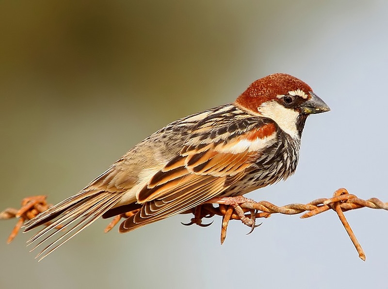 Spanish Sparrow