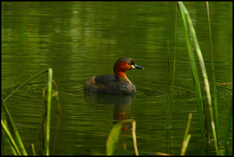 Little Grebe