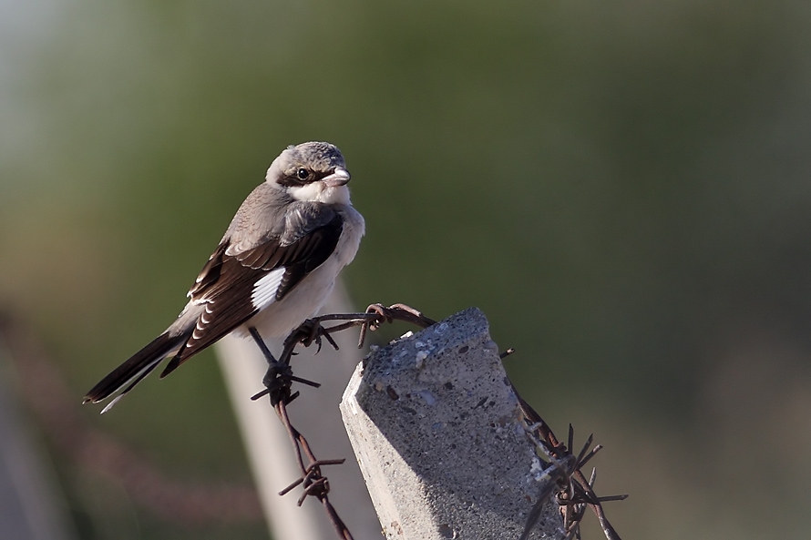 Lesser Grey Shrike