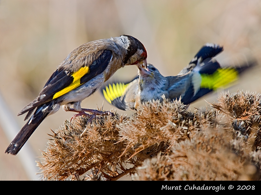 European Goldfinch