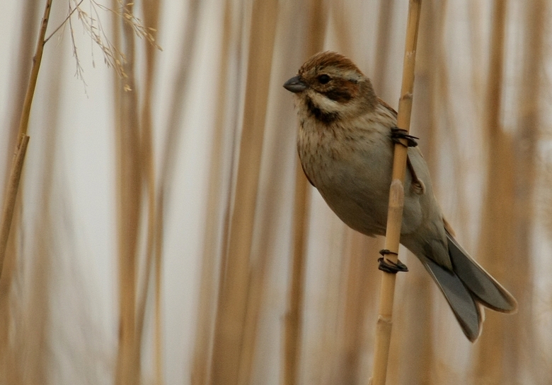 Common Reed Bunting