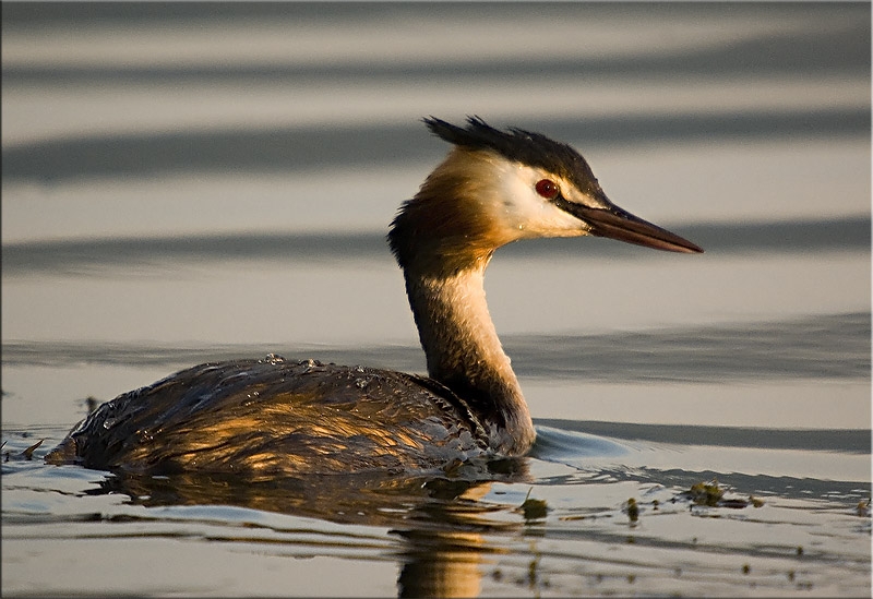 Great Crested Grebe
