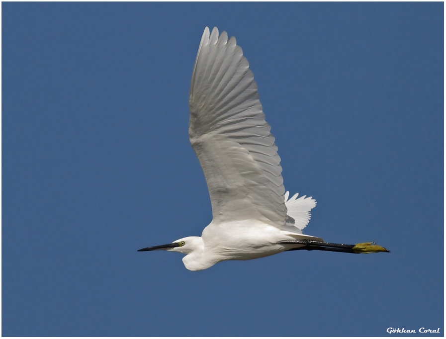 Little Egret