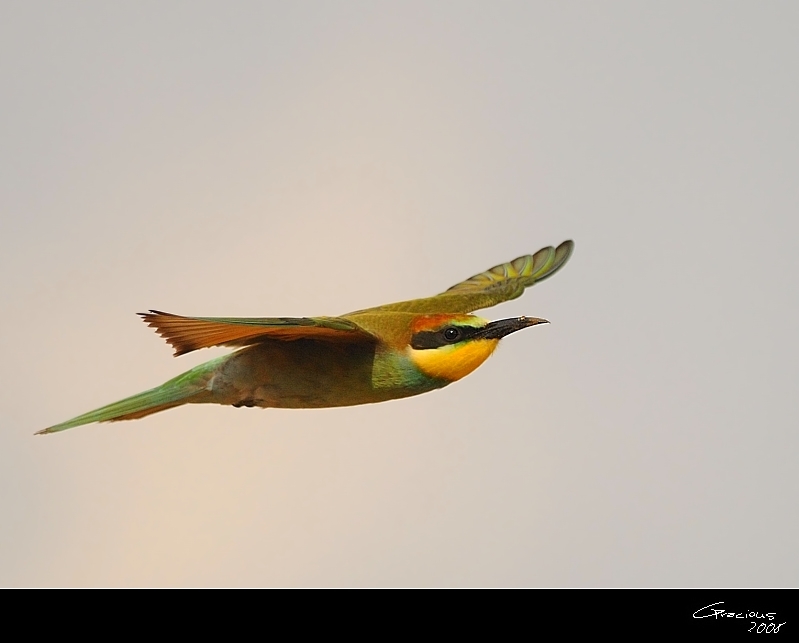 European Bee-eater
