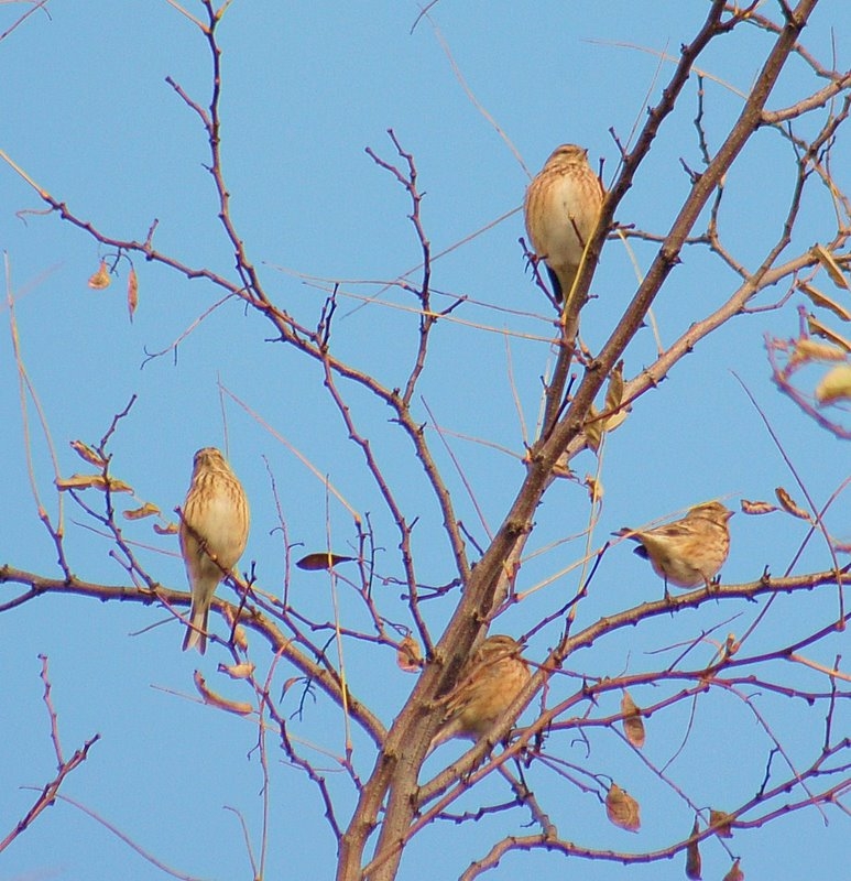 Common Linnet