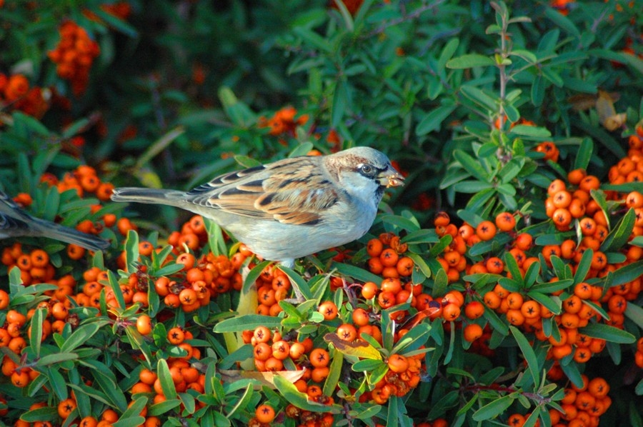 House Sparrow