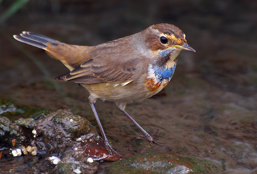 Bluethroat