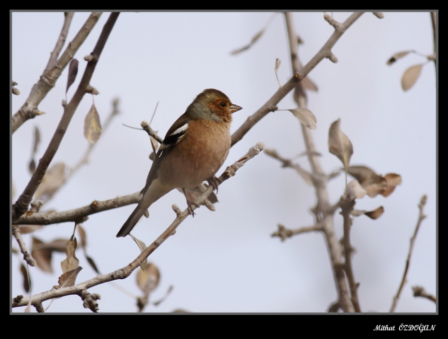 Eurasian Chaffinch