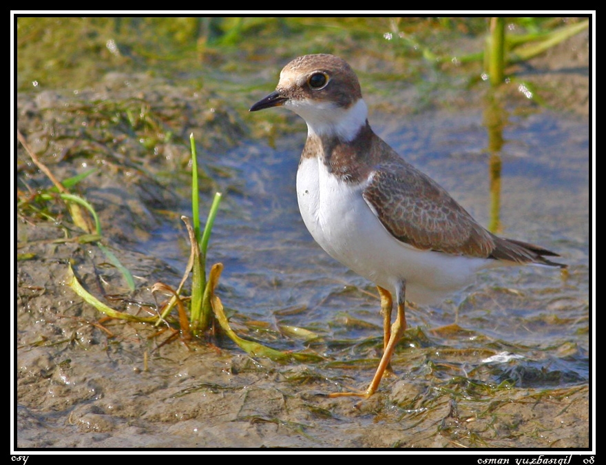 Little Ringed Plover