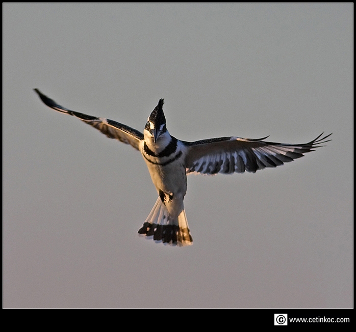 Pied Kingfisher