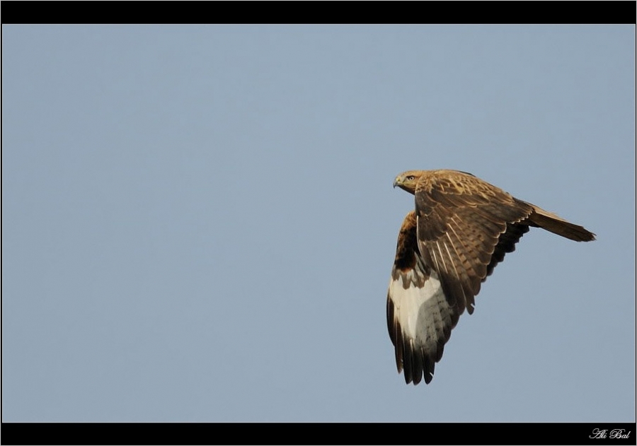 Long-legged Buzzard