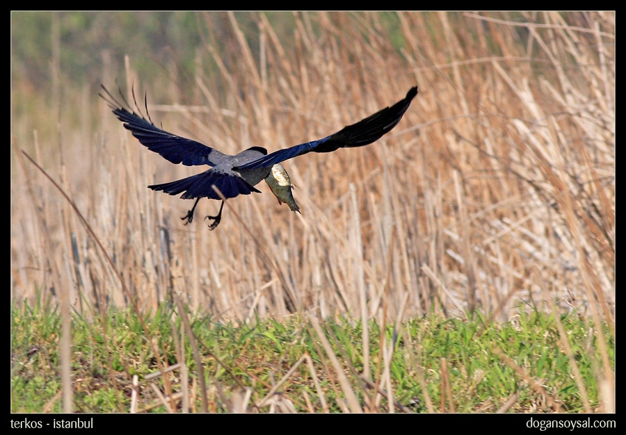 Hooded Crow