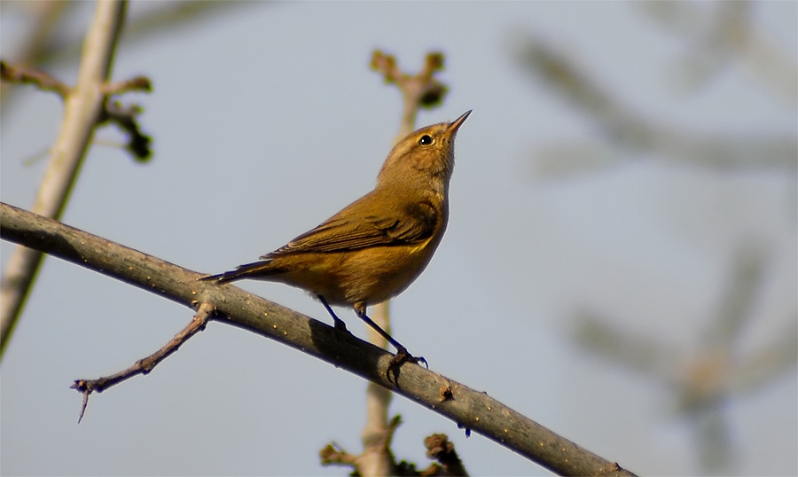 Common Chiffchaff