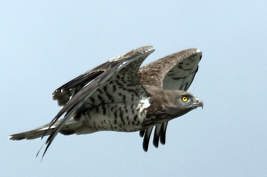 Short-toed Snake Eagle