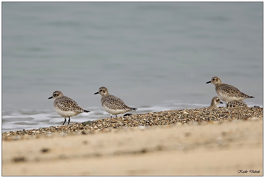 Grey Plover