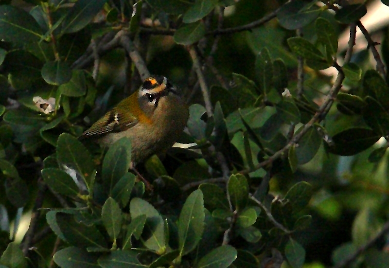 Common Firecrest