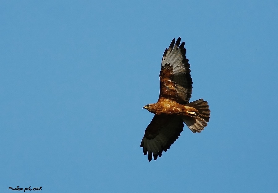 Long-legged Buzzard
