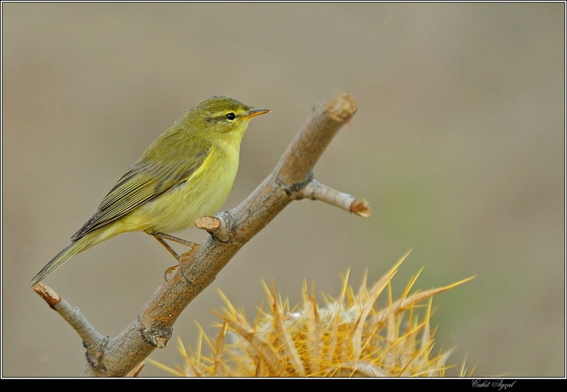 Willow Warbler