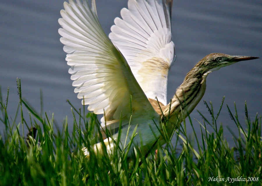 Squacco Heron