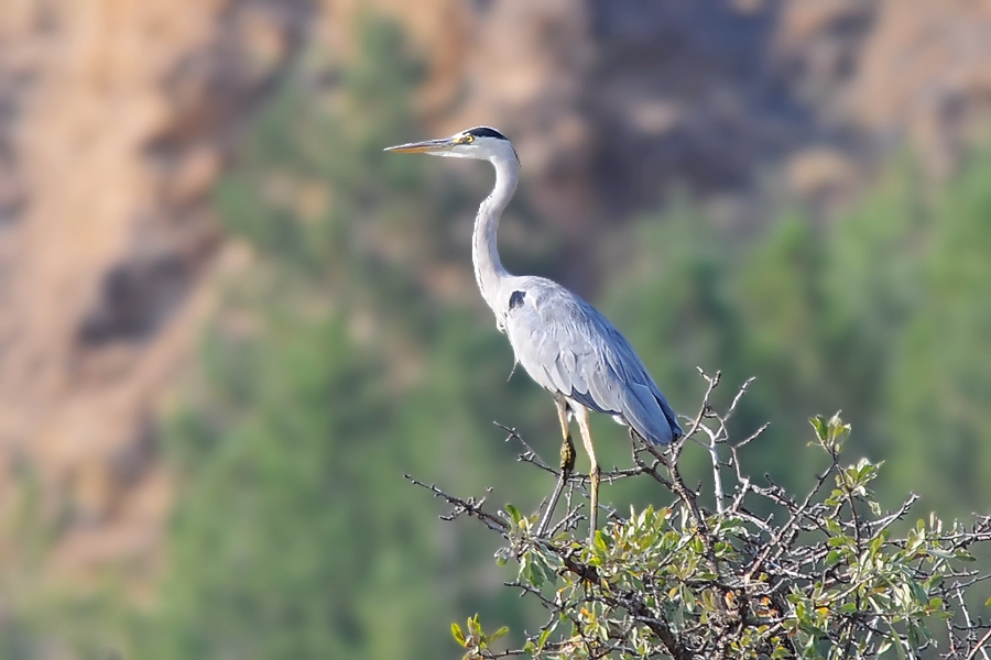 Grey Heron