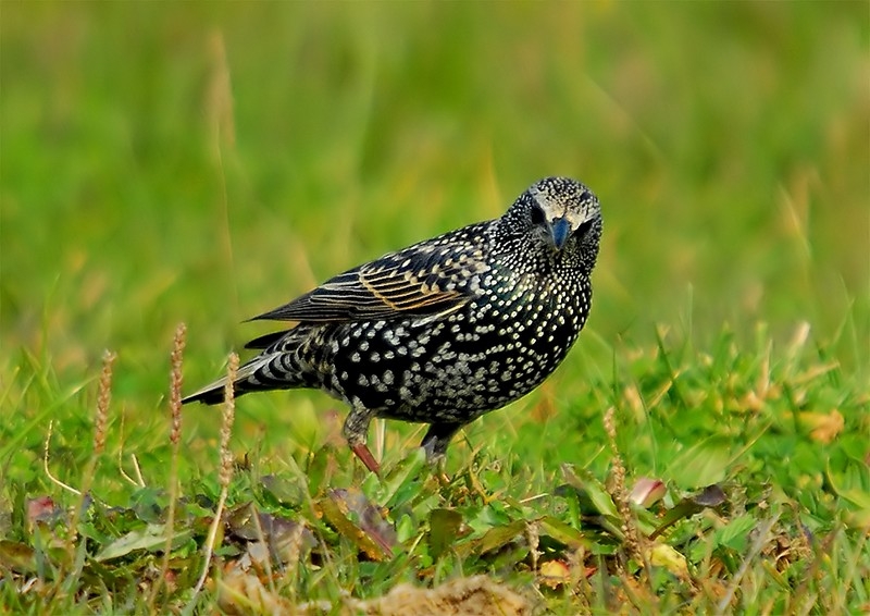 Common Starling